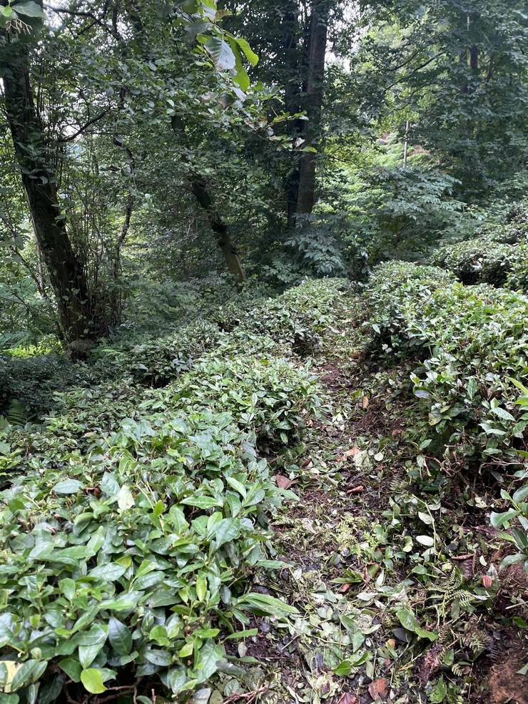 Çay bahçelerinde 'pasif drenaj' heyelanları tetikliyor 14