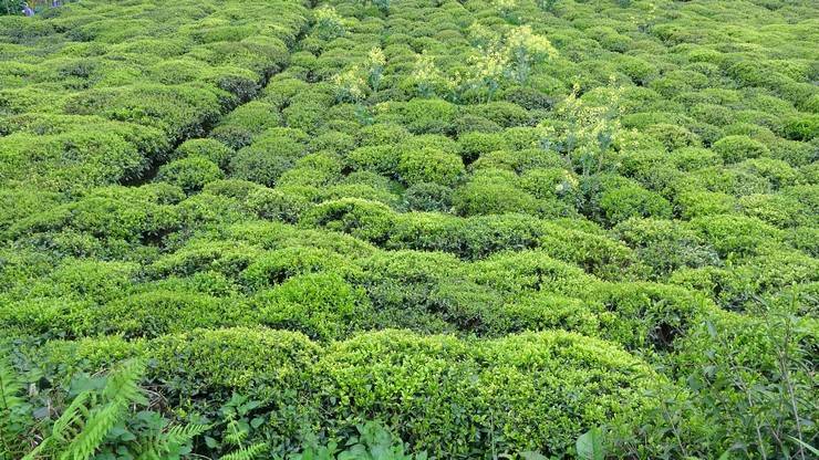 Çay bahçelerinde 'pasif drenaj' heyelanları tetikliyor 7