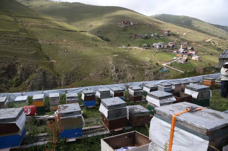 Dünyaca ünlü Anzer balının üretimi için mühürlenen peteklerden numune alındı 4