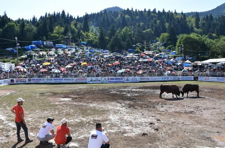 Artvin'de "8. Boğa Güreşleri Türkiye Şampiyonası" yapıldı 10