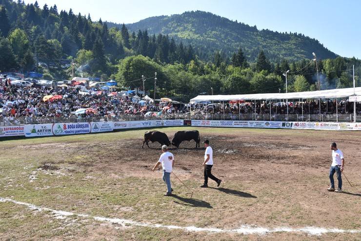 Artvin'de "8. Boğa Güreşleri Türkiye Şampiyonası" yapıldı 12