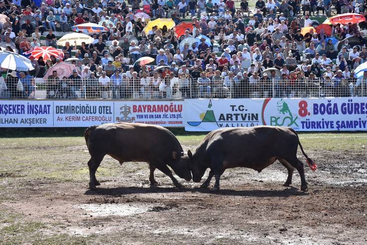 Artvin'de "8. Boğa Güreşleri Türkiye Şampiyonası" yapıldı 14