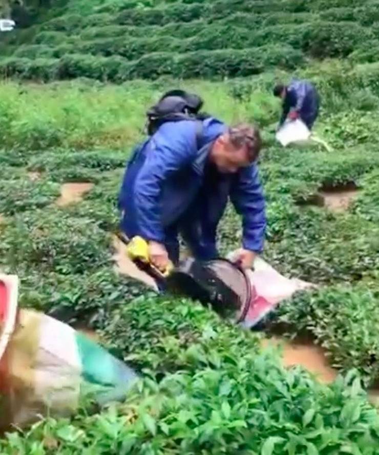 Rize'de selde bahçedeki çayları kurtarma çabası kamerada 8