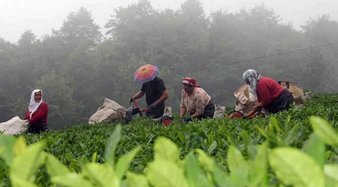 Giresun’da kemençe ve horon eşliğinde çay hasat şenliği yapıldı 1