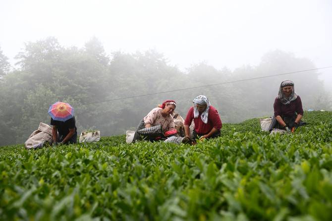 Giresun’da kemençe ve horon eşliğinde çay hasat şenliği yapıldı 21