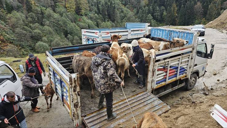 Rize'de yaylacıların köye dönüş yolculuğu devam ediyor 2