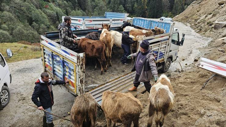 Rize'de yaylacıların köye dönüş yolculuğu devam ediyor 3