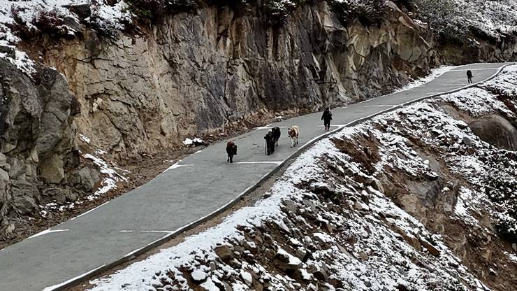 Rize'de yaylacıların köye dönüş yolculuğu devam ediyor 8