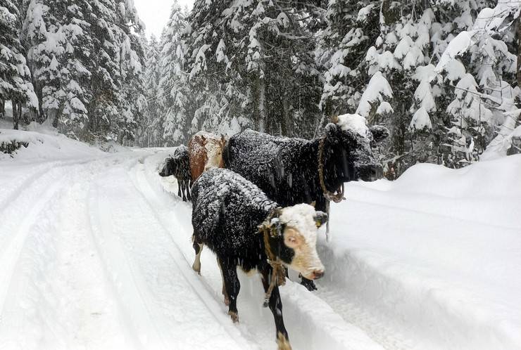 Rize'nin yaylalarda beyaz güzellik; geri dönüş hızlandı 4