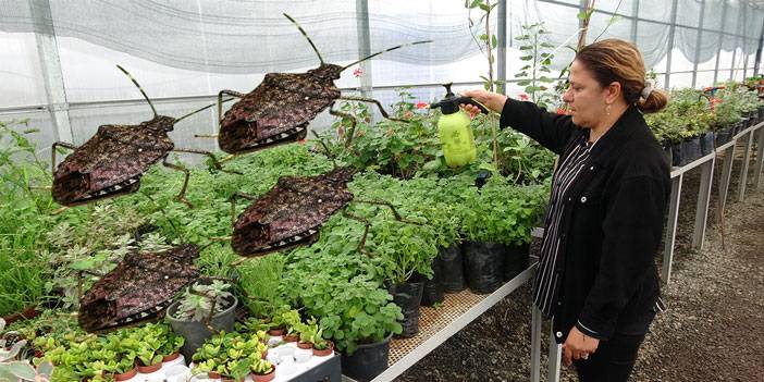 Rize Belediyesi kahverengi kokarcaya karşı 'çay lifli odun sirkesi' üretimi için Bakanlığa başvuruda bulundu