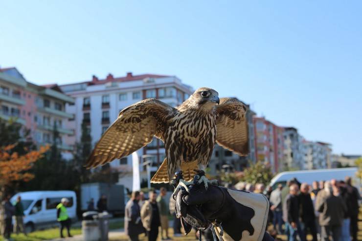 Rize'de atmaca güzellik ve beceri yarışması düzenlendi 19