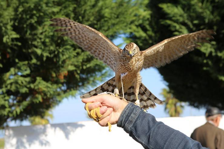 Rize'de atmaca güzellik ve beceri yarışması düzenlendi 21