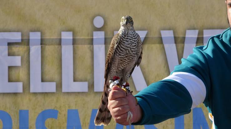 Rize'de atmaca güzellik ve beceri yarışması düzenlendi 4