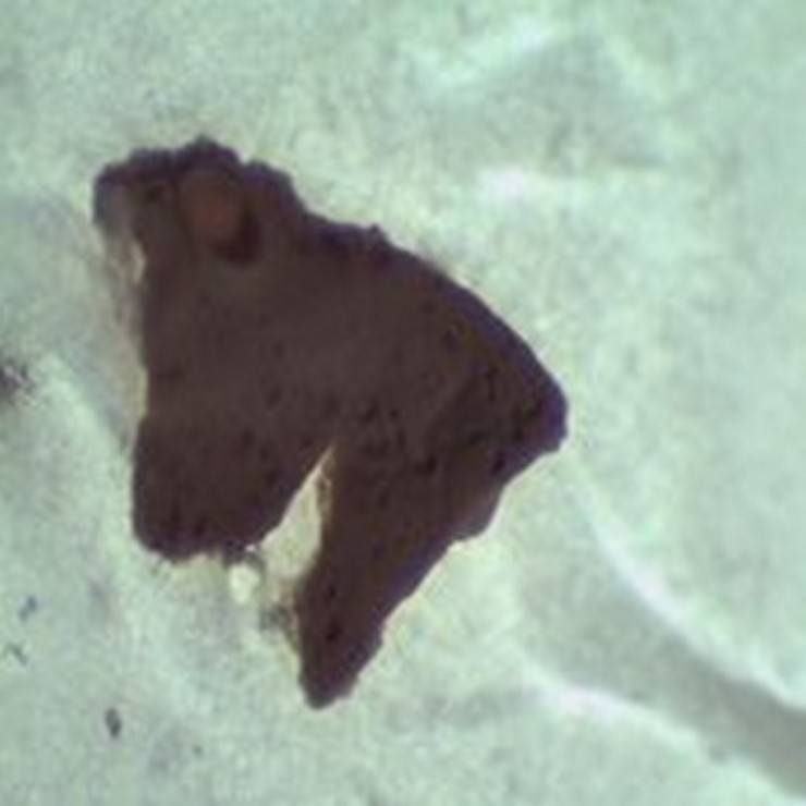 Karadeniz’de 'mikroplastik' tehlikesinde ‘nehir’ etkisi 3