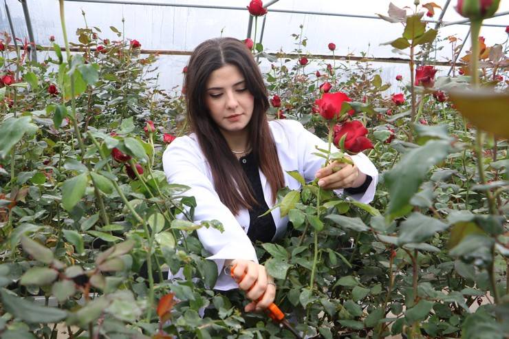 Hamsi atıklarıyla geliştirilen gübreyle gül yetiştiriyorlar 10