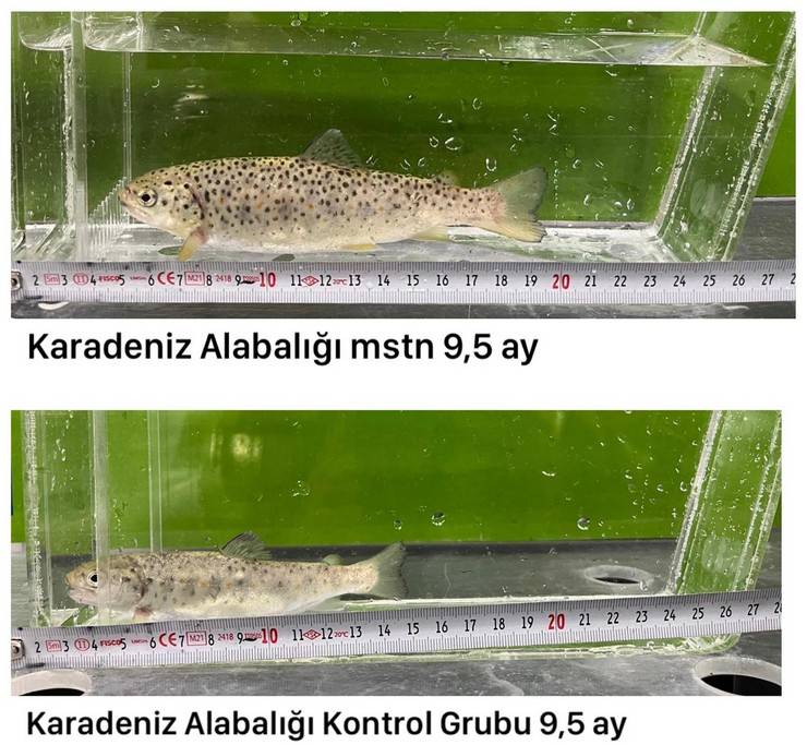 Laboratuvarda 'mutant' Karadeniz alabalığı ürettiler; gıda güvenliği incelenecek 10