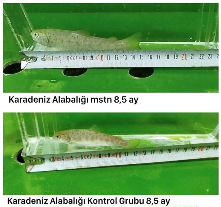 Laboratuvarda 'mutant' Karadeniz alabalığı ürettiler; gıda güvenliği incelenecek 2