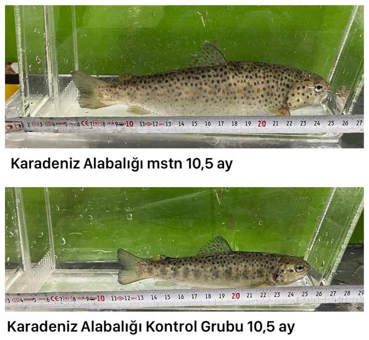 Laboratuvarda 'mutant' Karadeniz alabalığı ürettiler; gıda güvenliği incelenecek 9