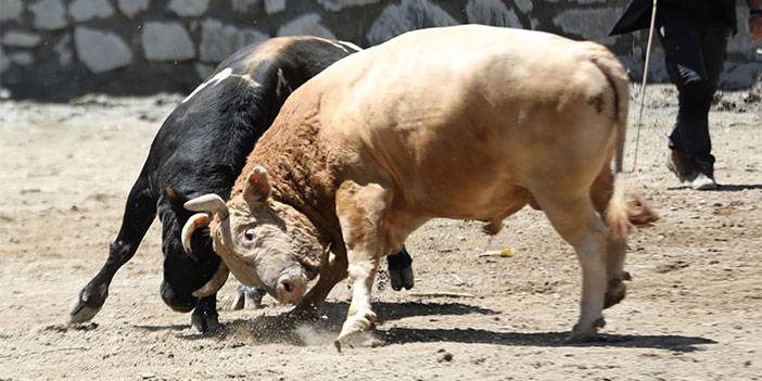 Rize'de "27. Çamlıhemşin Ayder Kültür, Sanat ve Doğa Festivali" başladı