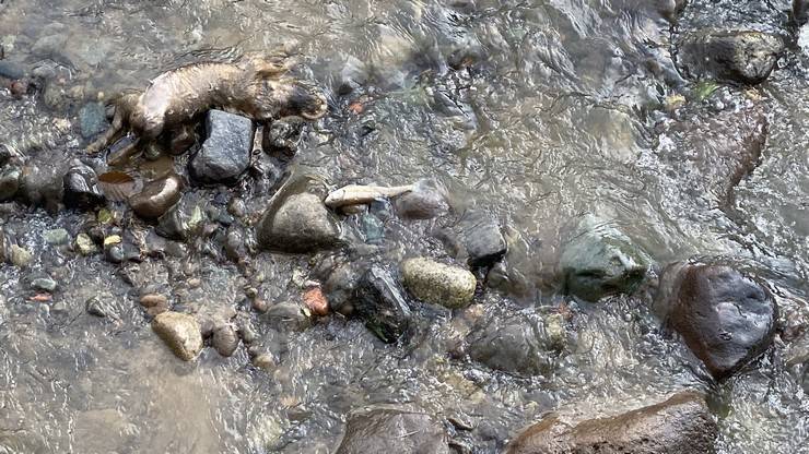 Rize’de derede balık ölümlerine inceleme 4