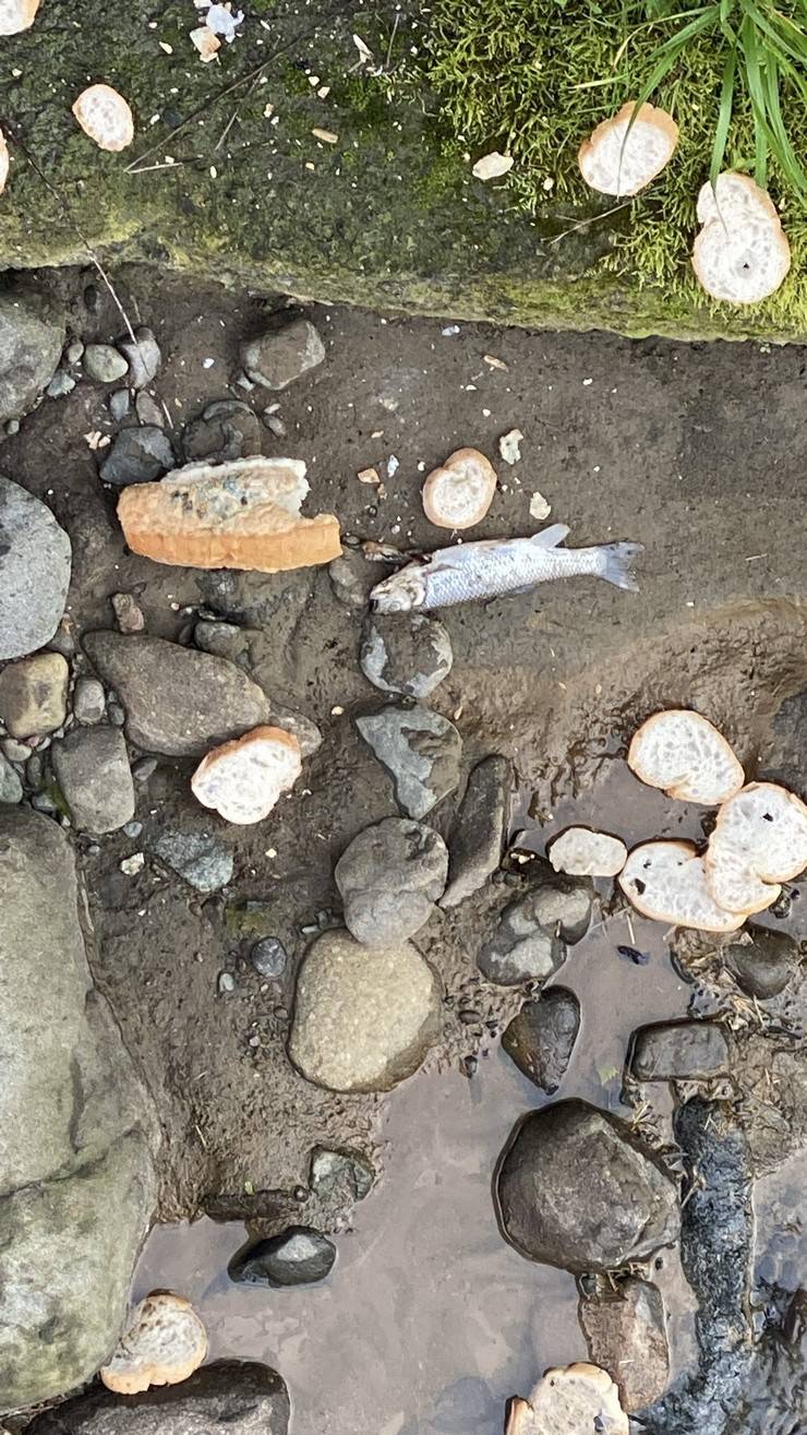Rize’de derede balık ölümlerine inceleme 9