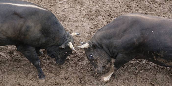 Artvin'de "42. Kafkasör Kültür, Turizm ve Sanat Festivali" sona erdi