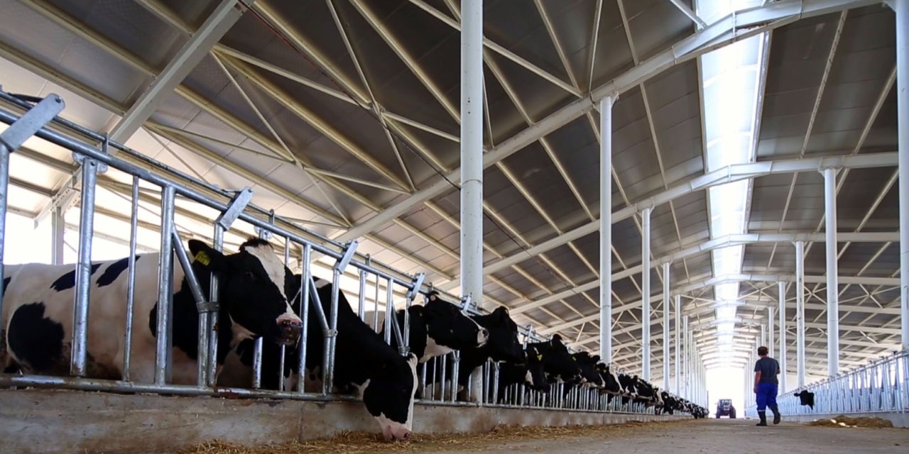 Düve Yetiştiriciliği Ve Düve Alımlarına 80 Milyon Tl'lik Destek