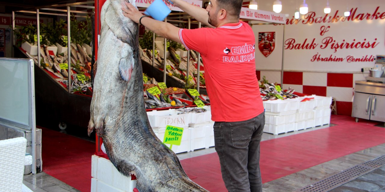 2,5 Metre Boyundaki 141 Kiloluk Yayın Balığı Tezgahta