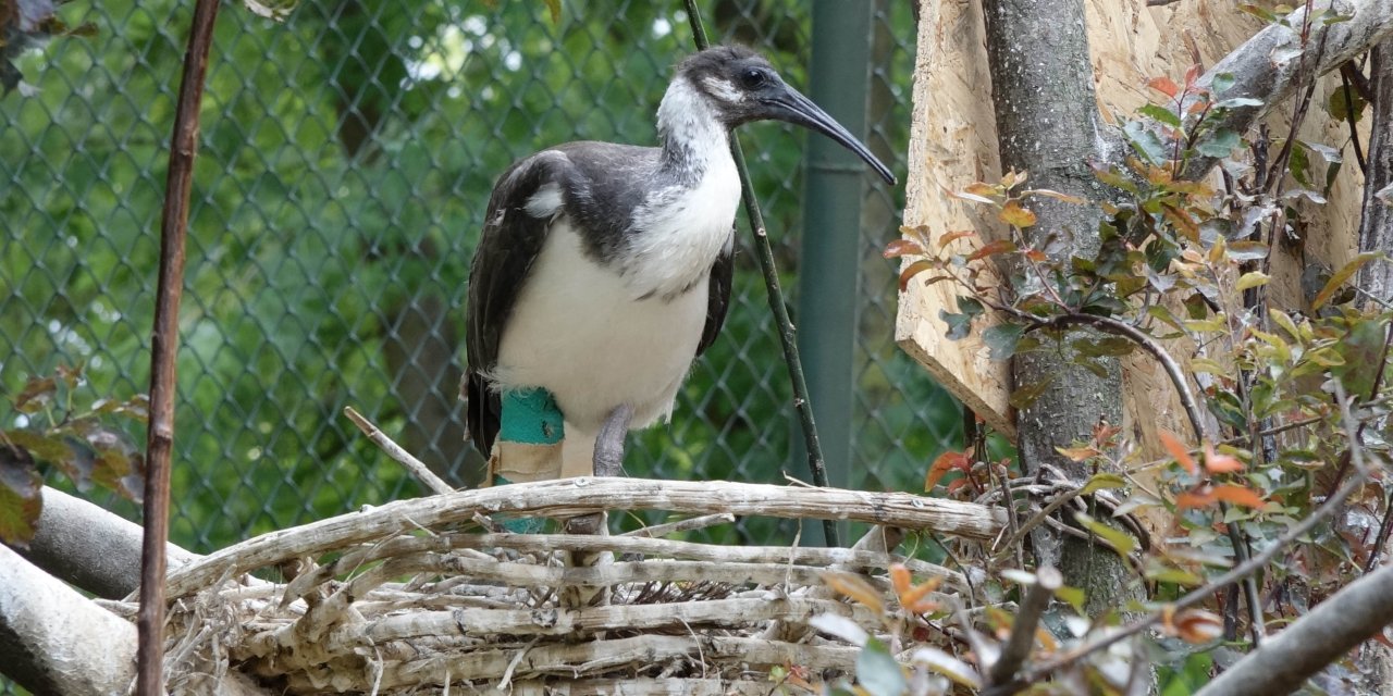 Hollanda'dan Getirilen Saman Boyunlu İbis Kuşlarının 9 Yıl Sonra Yavruları Oldu