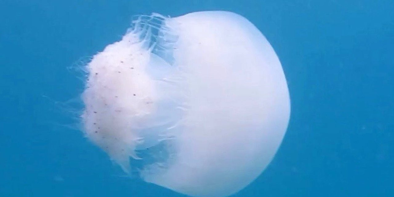 Profesörden 'Denizanası' Uyarısı