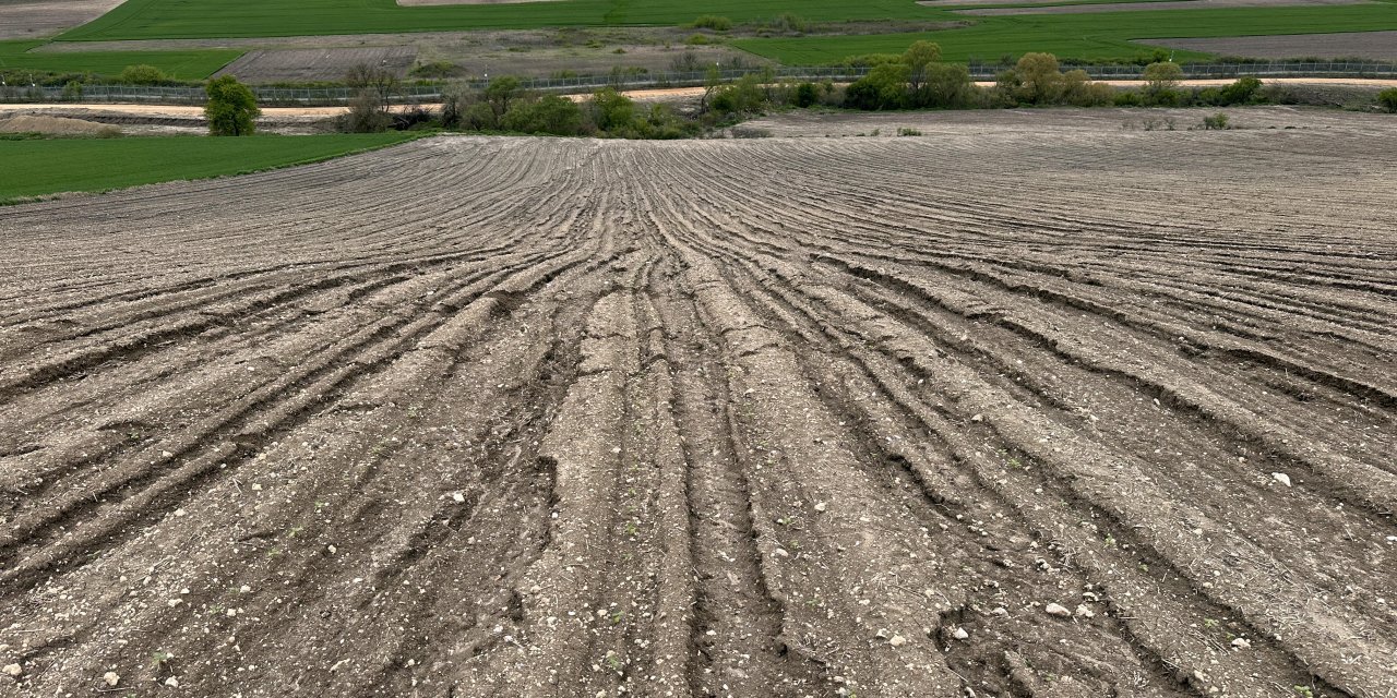 Ayçiçeği Sel Ve Doludan Zarar Gören Üretici, Yeniden Ekim Yapacak