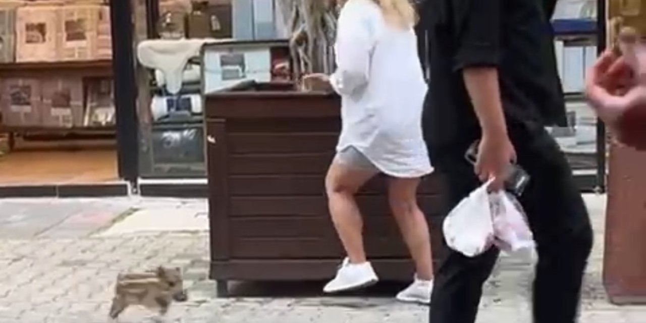 Yavru yaban domuzu iş yerine daldı; o anlar kamerada