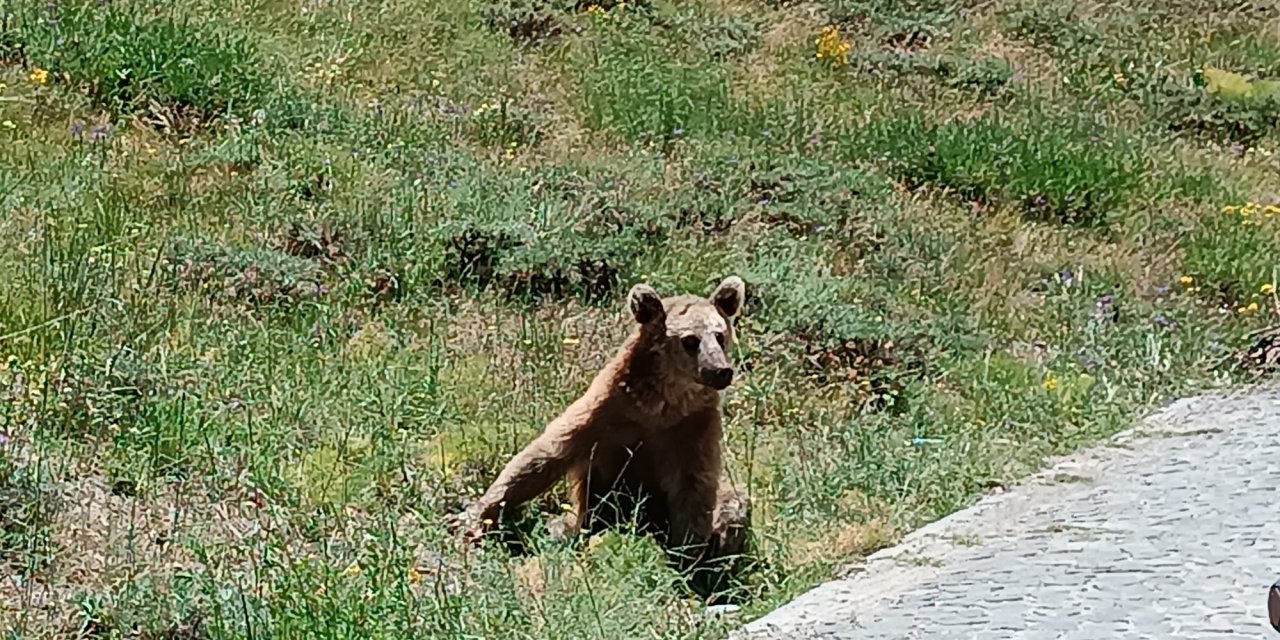 Bitlis Valiliği'nden Nemrut’a Giden Vatandaşlara 'Bozayı' Uyarısı