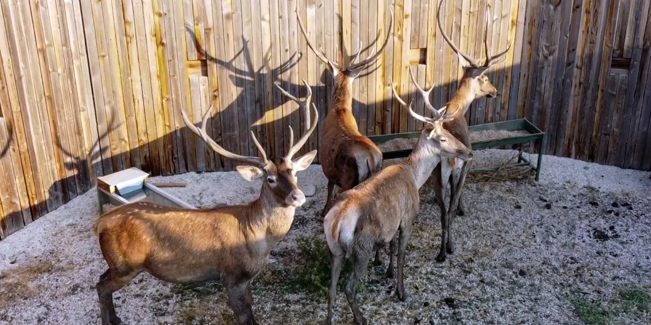 4 Kızılgeyik, Salda Gölü Yakınlarında Doğaya Salındı