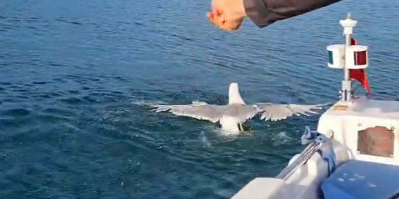 Amatör Balıkçı Oltasına Dolanan Martıyı Kurtarıp, Özgürlüğüne Kavuşturdu