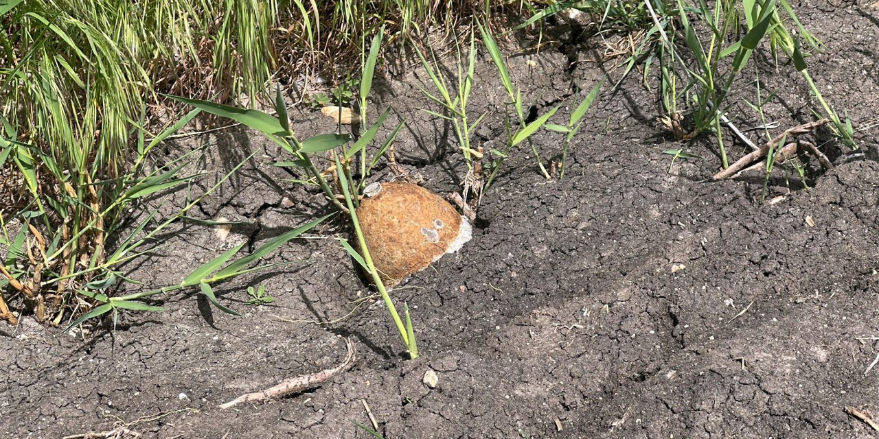 Edirne'de ayçiçeği tarlasında patlamamış top mermisi bulundu