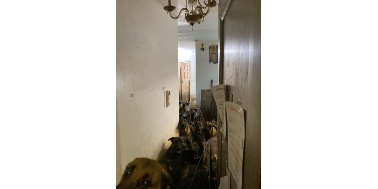 ABD’de tahliye edilen bir apartman dairesinde 48 köpek bulundu