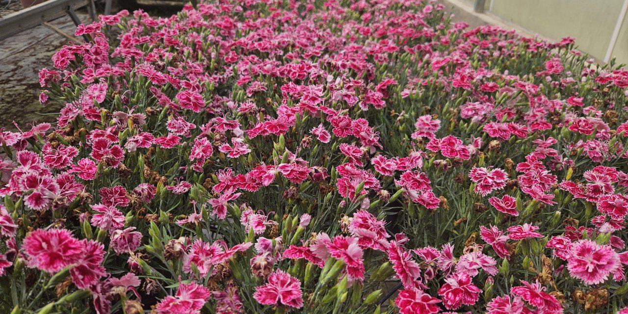 Antalya- Türkiye'nin İlk Yerli Karanfillerinin Yüzde 85'i İhraç Ediliyor /video Eklendi