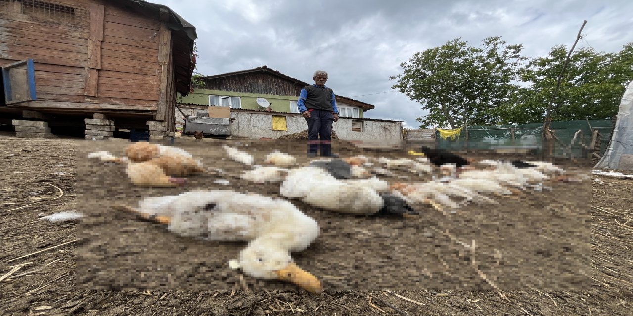 Başıboş köpekler, bahçedeki tavuk ve ördekleri öldürdü