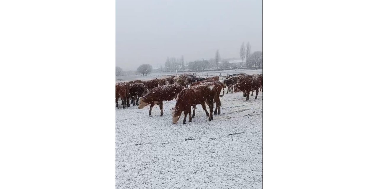 Ardahan'ın Yüksek Kesimlerinde Kar Yağışı (2)