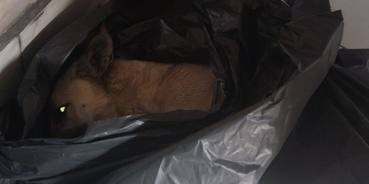 Barınakta Hayvanların Uyutulduğu İddialarına Hayvanseverlerden Tepki