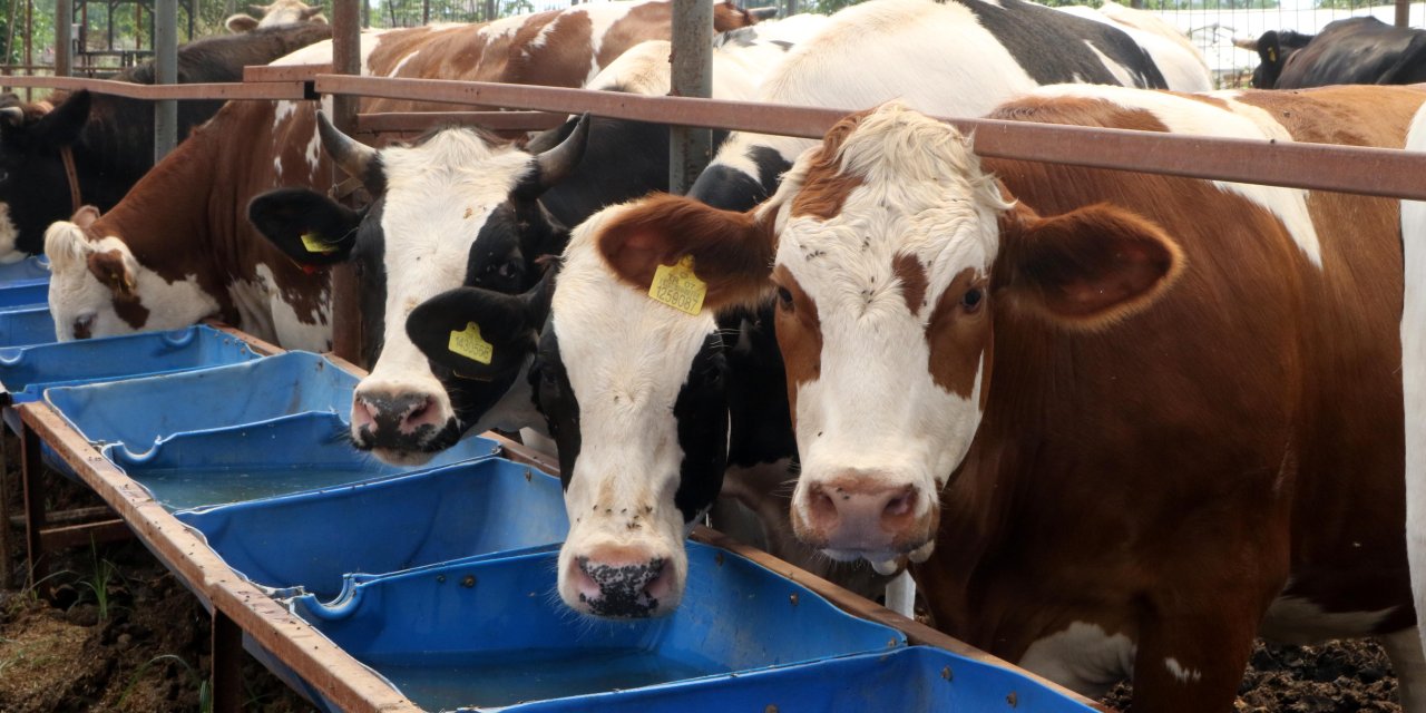 Antalya'da Kurban Pazarlarında Hareketlilik