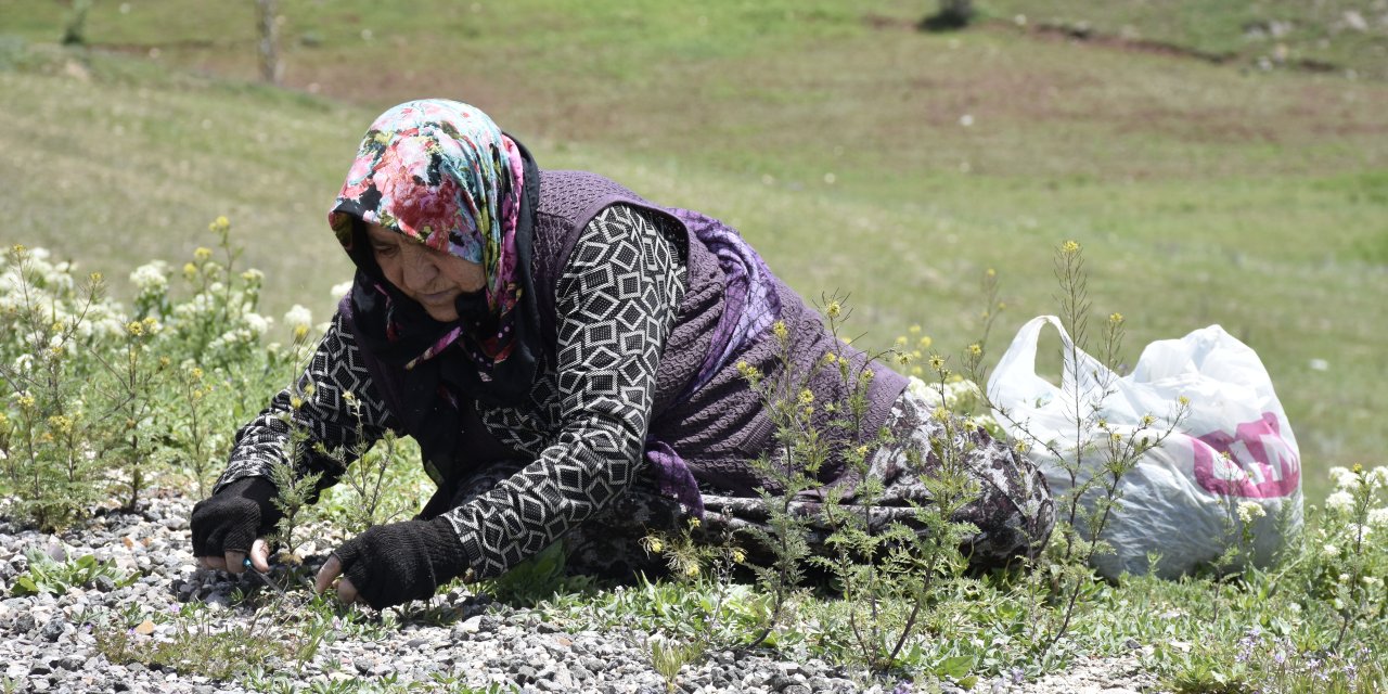 Köy Kadınlarının Zahmetli 'Madımak' Mesaisi