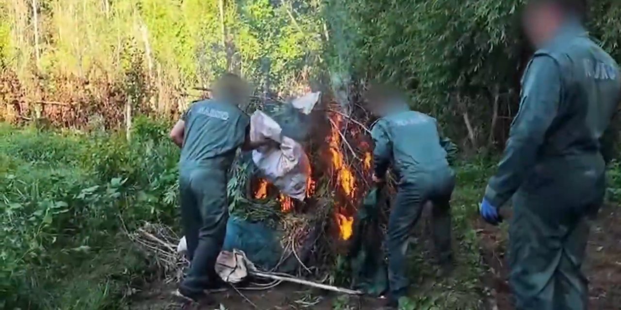 Diyarbakır’da 5,3 Ton Esrar Üretilebilecek 30 Bin Kök Kenevir Ele Geçirildi