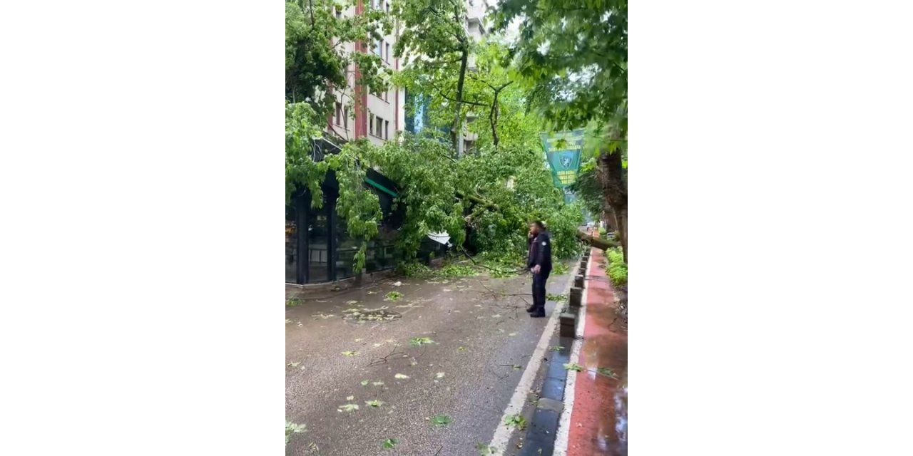 Çınar ağacı kafenin üzerine devrildi