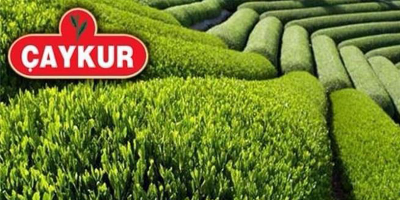 19 Mayıs'ta ÇAYKUR Yaş Çay Alımlarına Devam Edecek