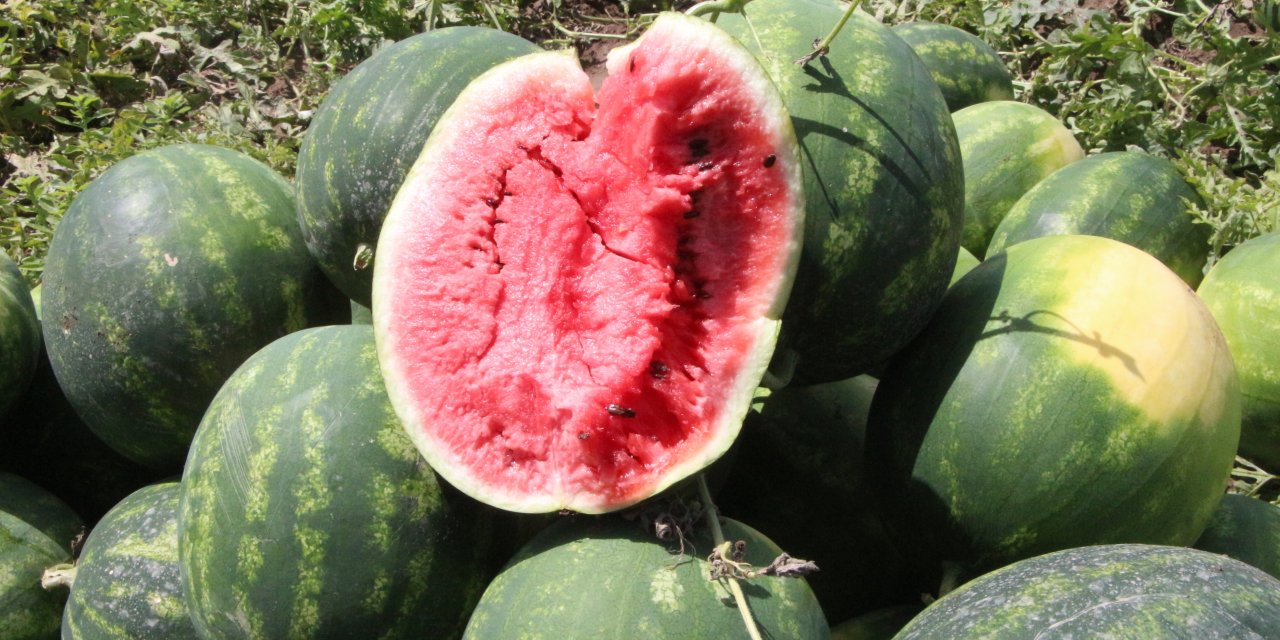 Adana’da Sezonun İlk Karpuz Hasadı Başladı; Tarlada Kilosu 7 Tl