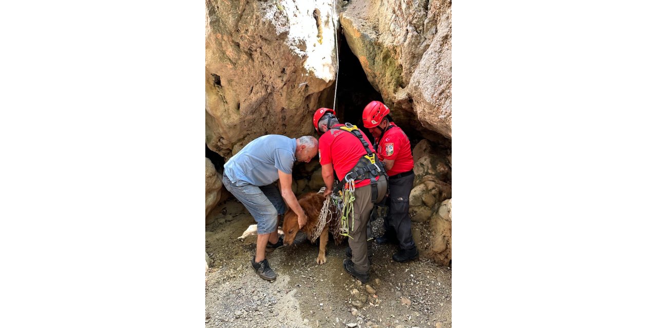 Dere Yatağında Mahsur Kalan Köpeği, Akut Ekibi Kurtardı