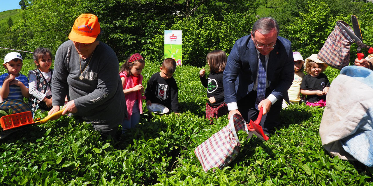 ÇAYKUR'dan Çocuklarla Geleneksel Çay Hasadı Şenliği