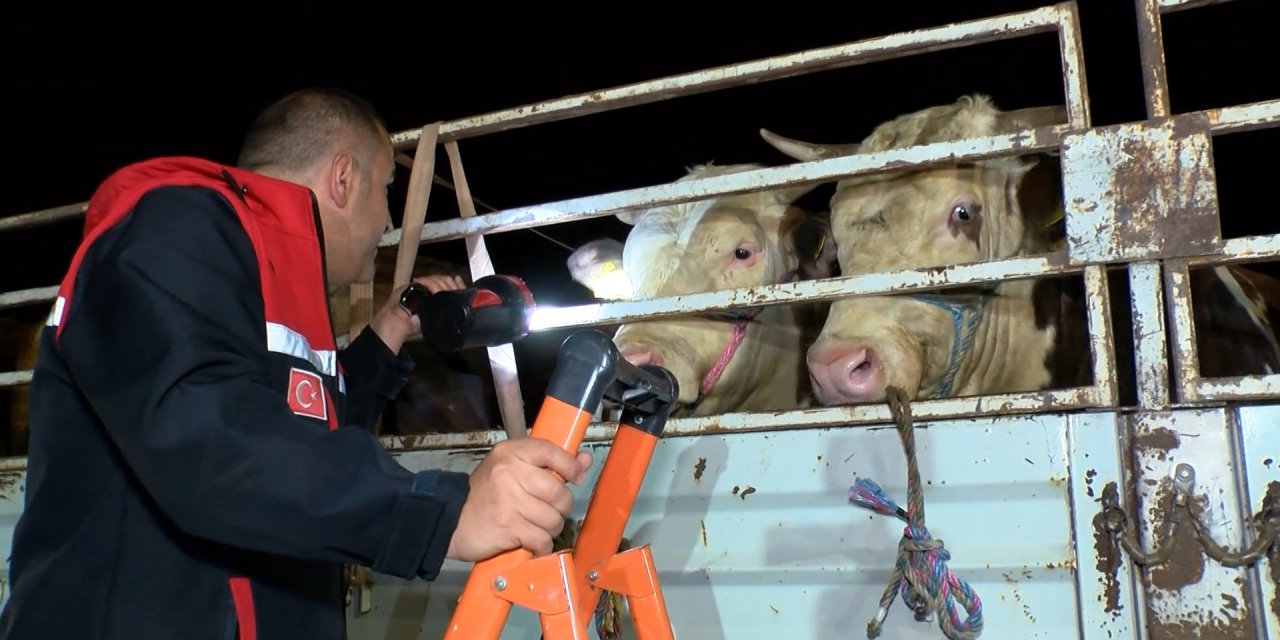 İstanbul - İstanbul'da kurbanlık hayvan girişleri başladı